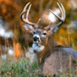 Meet your Posher, Ty